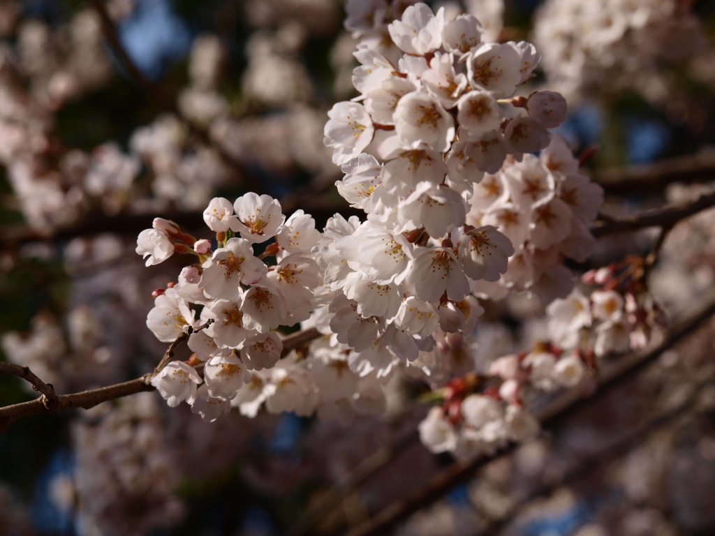 熱那神社の桜7