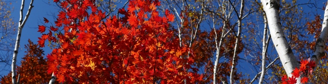 autumn color from Mt.Yatsugatake(八ヶ岳の懐で彩を追って)2015.10.18